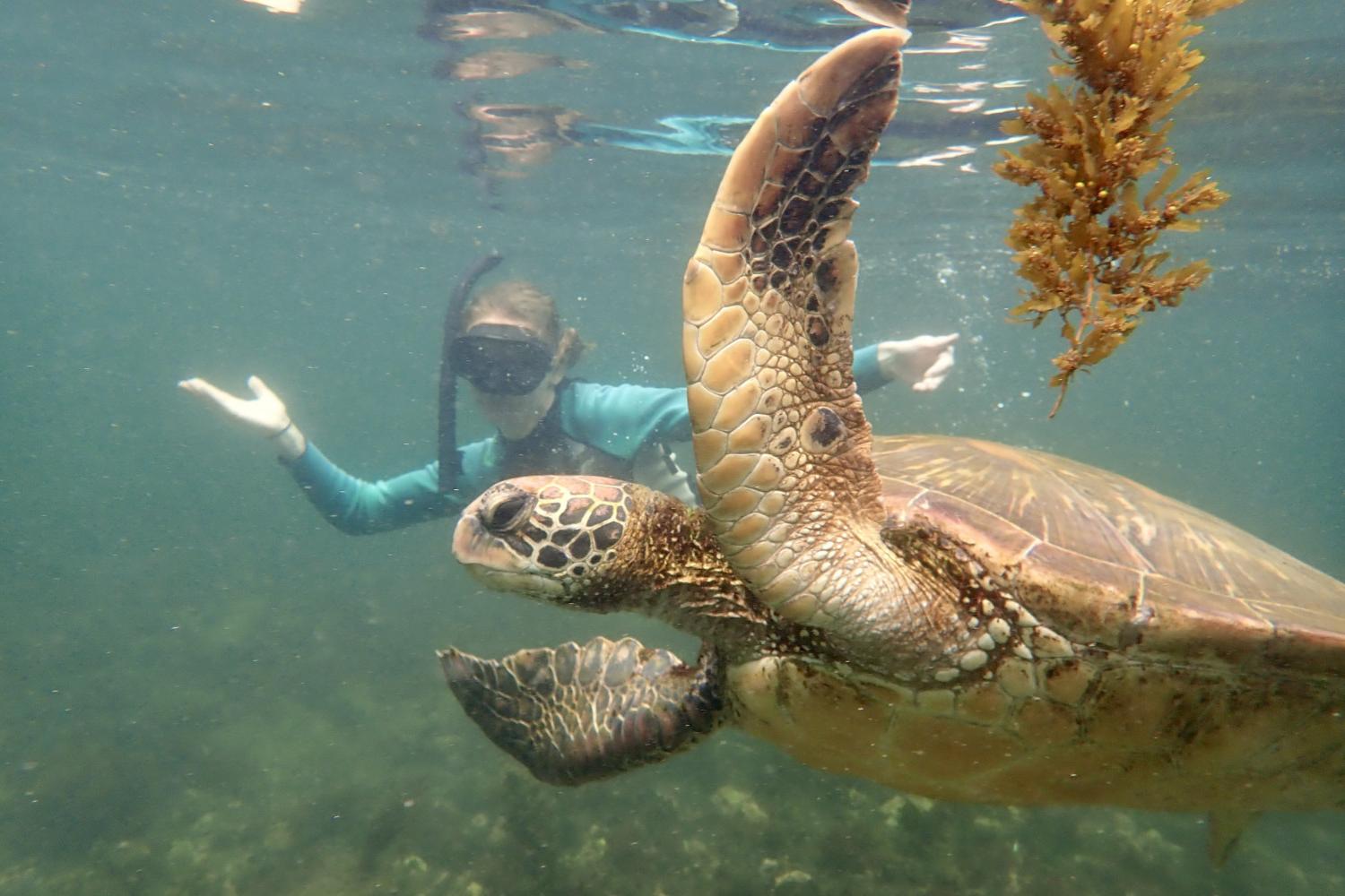一名<a href='http://xboi.ngskmc-eis.net'>全球十大赌钱排行app</a>学生在Galápagos群岛游学途中与一只巨龟游泳.